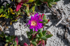 Carpobrotus virescens