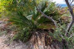 Macrozamia dyeri