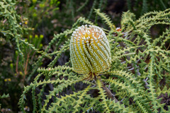 Banksia speciosa