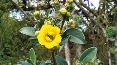 Columellia oblonga