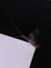 Baetis brunneicolor
