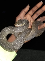 Nerodia erythrogaster