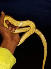 Nerodia erythrogaster