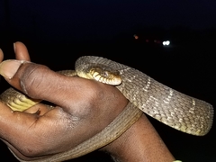 Nerodia erythrogaster