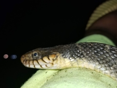 Nerodia erythrogaster