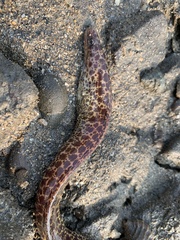 Gymnothorax undulatus