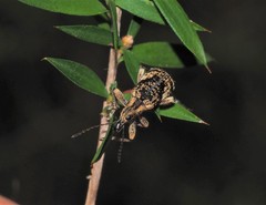 Agnesiotis pilosula
