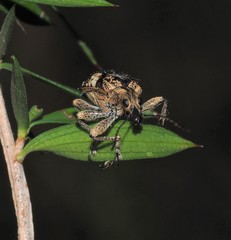 Agnesiotis pilosula