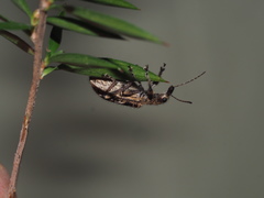 Agnesiotis pilosula