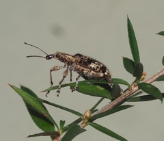 Agnesiotis pilosula