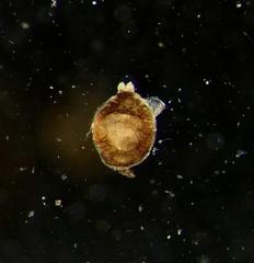Temnocephalidae