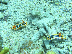 Chromodoris magnifica