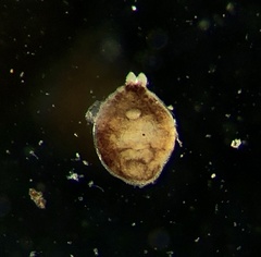 Temnocephalidae