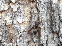 Polistes parametricus