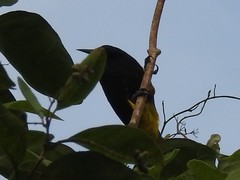 Icterus portoricensis