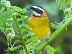 Spindalis portoricensis