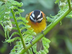 Spindalis portoricensis