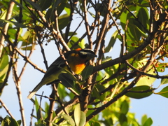 Spindalis portoricensis