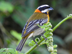 Spindalis portoricensis
