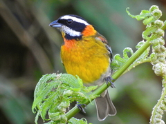 Spindalis portoricensis