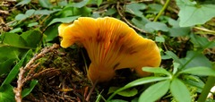 Lactarius aestivus