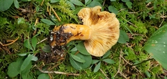 Lactarius aestivus