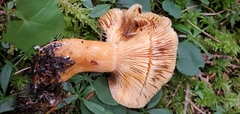 Lactarius aestivus