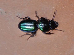 Carenum bonellii