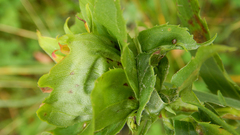 Rhopalomyia capitata