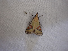 Metallarcha calliaspis
