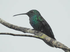 Anthracothorax viridis