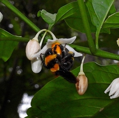 Bombus transversalis