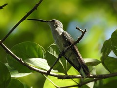 Anthracothorax aurulentus