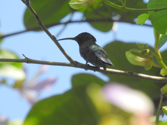 Anthracothorax viridis