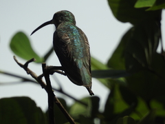Anthracothorax aurulentus