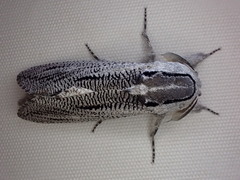 Endoxyla punctifimbria