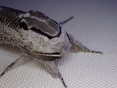 Endoxyla punctifimbria