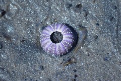 Heliocidaris erythrogramma