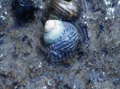 Austrocochlea porcata