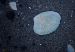 Katelysia rhytiphora