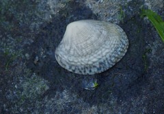 Katelysia rhytiphora