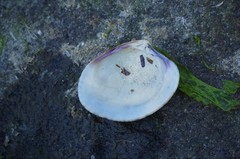 Katelysia rhytiphora