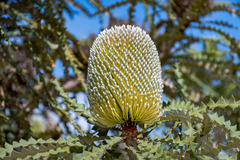 Banksia speciosa