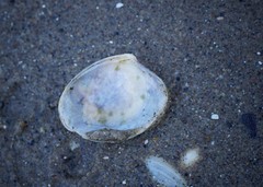 Katelysia rhytiphora