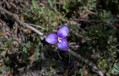 Patersonia occidentalis