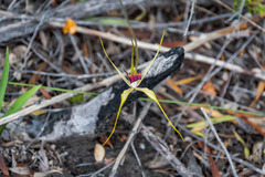 Caladenia decora