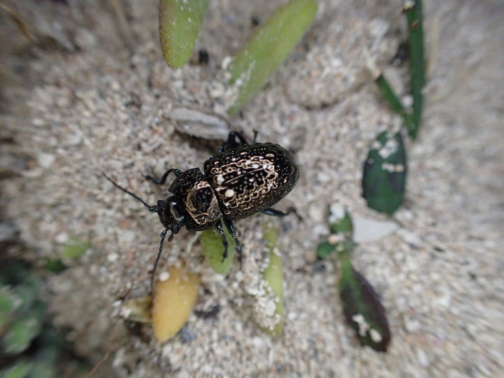 Strumatophyma