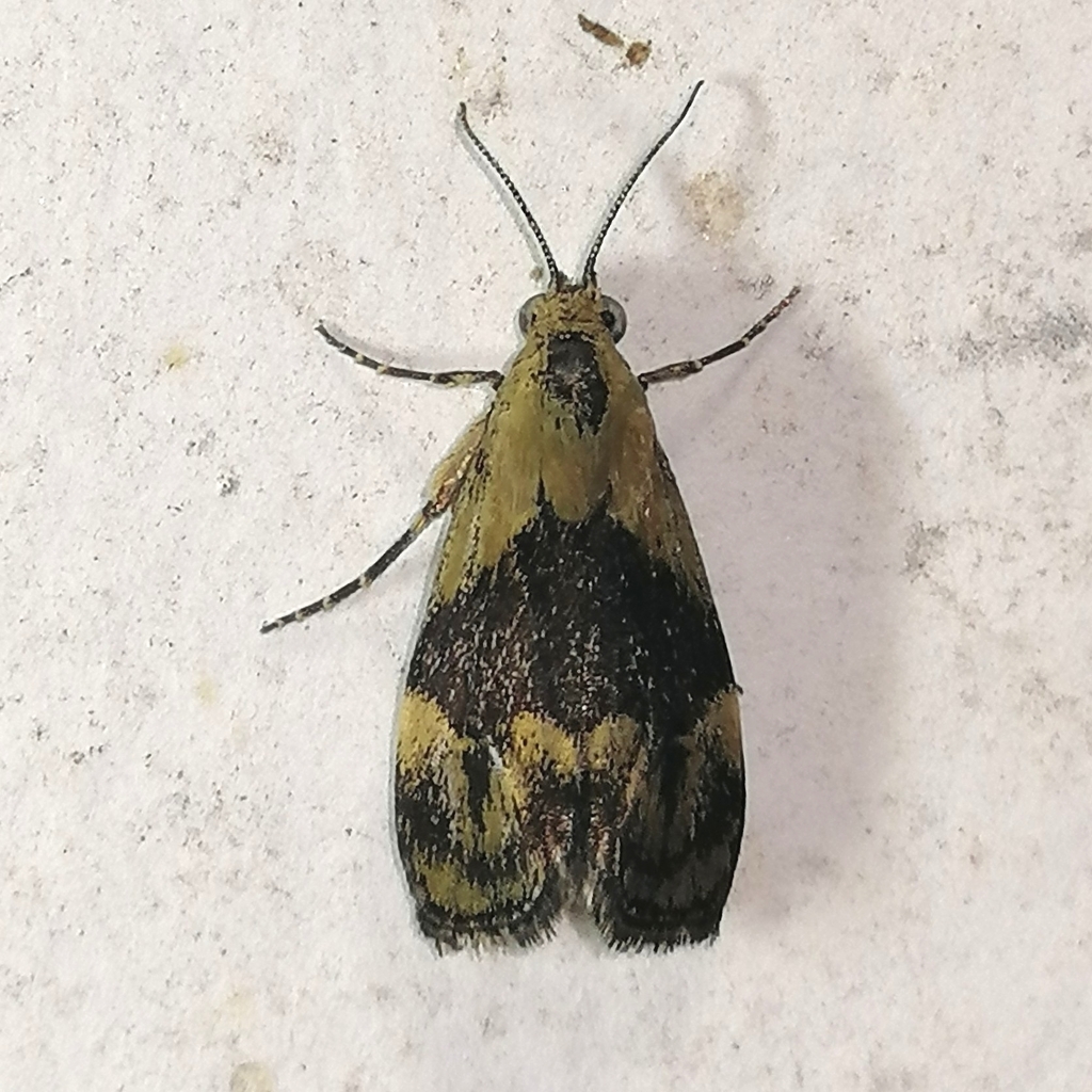 Sagalassa valida