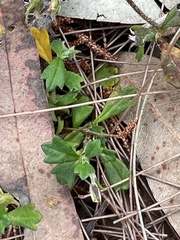 Xanthosia tridentata