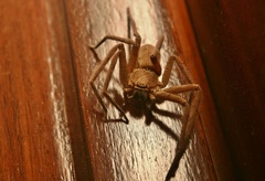 Heteropoda venatoria